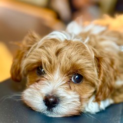 Hundeschule Vogt - Samy