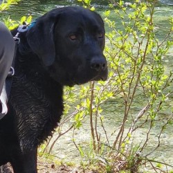 Hundeschule Vogt - Scobx