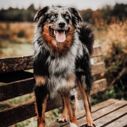 Hundeschule Vogt - Slash