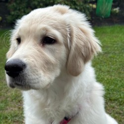 Hundeschule Vogt - Smilla