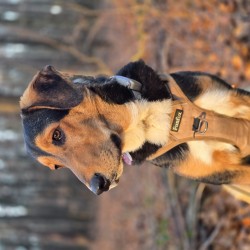 Hundeschule Vogt - Socke