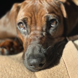 Hundeschule Vogt - Sola