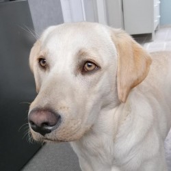 Hundeschule Vogt - Sunny