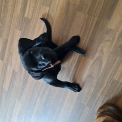 Hundeschule Vogt - Sunny