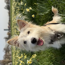 Hundeschule Vogt - Tilla