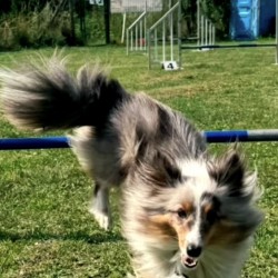 Hundeschule Vogt - Tinkabell