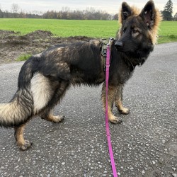 Hundeschule Vogt - Wenya vom Bachmannsgraben “Lilly“