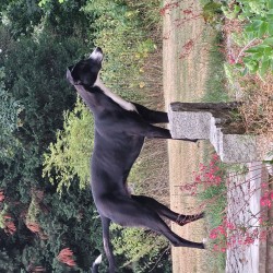 Hundeschule Vogt - Whisky