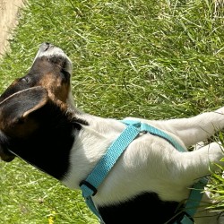 Hundeschule Vogt - Willi