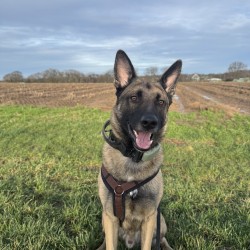 Hundeschule Vogt - Winnie