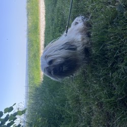 Hundeschule Vogt - Zottel