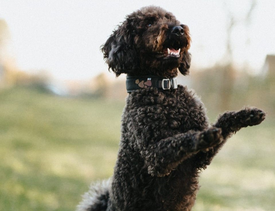 Foto Workshop Dogdance Basics