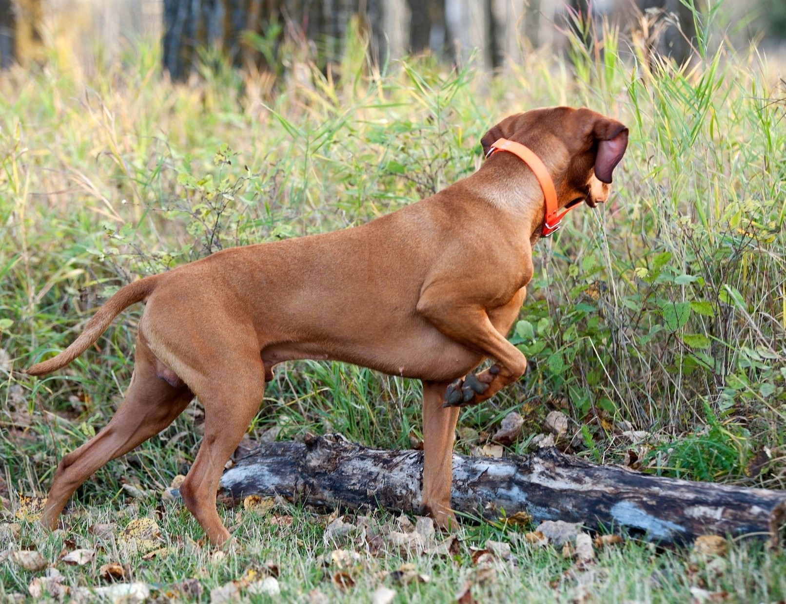 Kursangebot Jagdkontroll Training