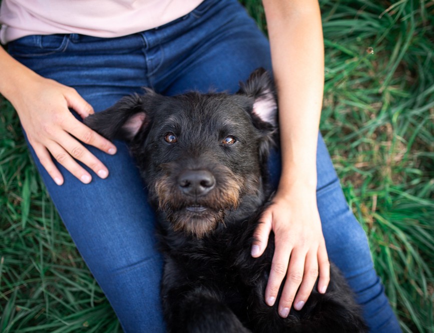 Foto Workshop Gelassen mit Hund