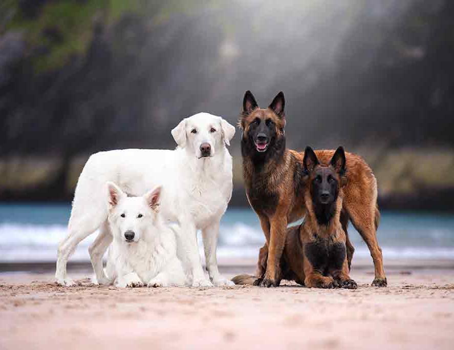 Foto Hundeshooting